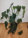 Kwiat monstera sprzedam zielistka gratis