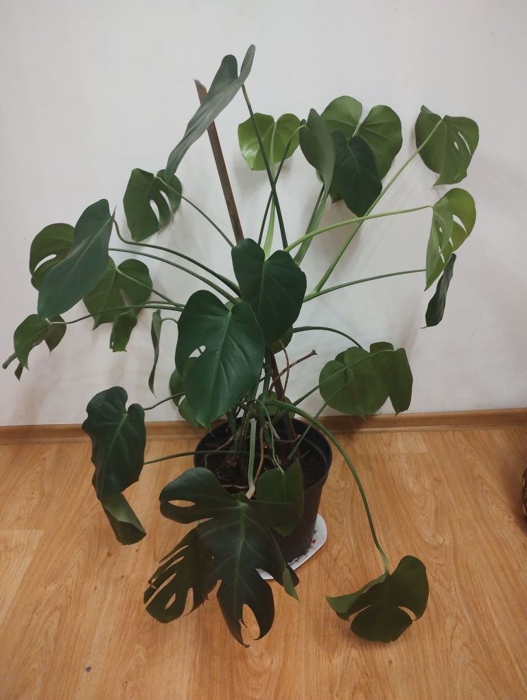 Kwiat monstera sprzedam