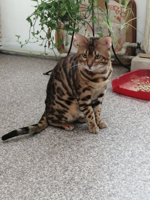 Вязка бенгальского кота