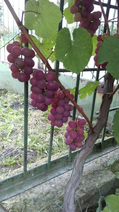 Piękne sadzonki winorośli Swenson Red