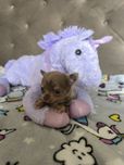 Chihuahua mini długowłosy piesek lilak