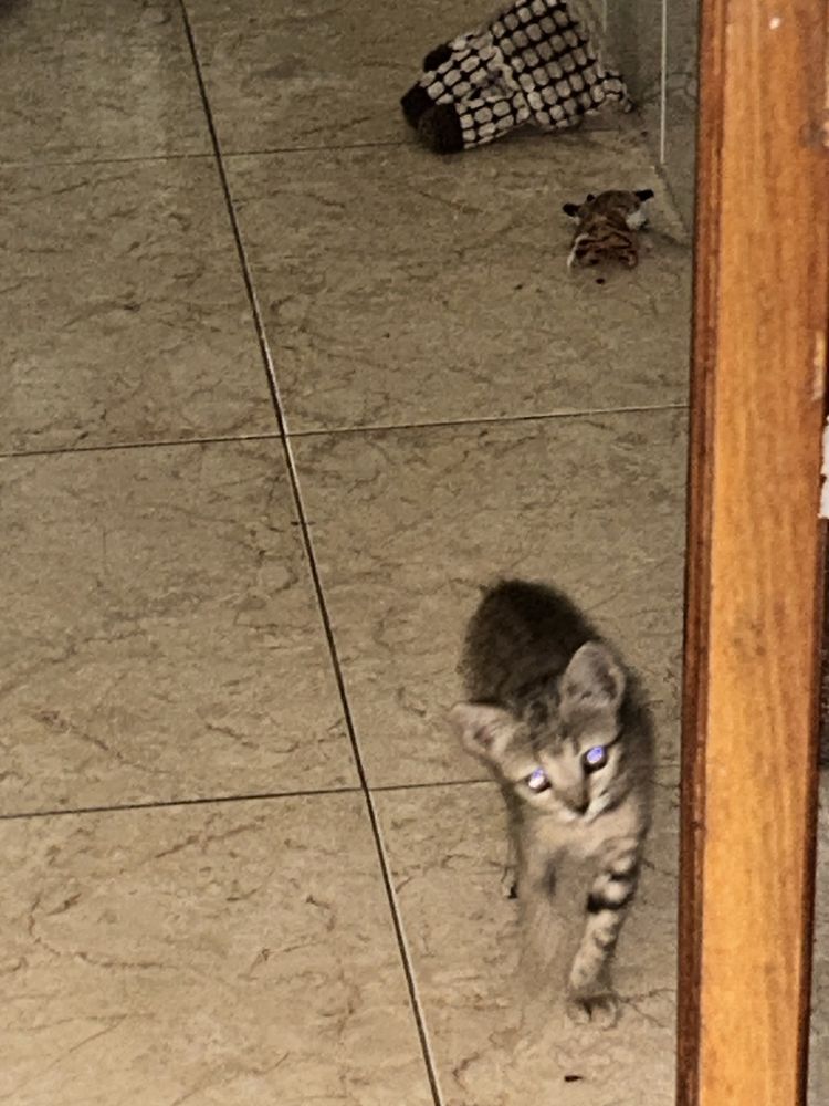 Gatinhos para adoção responsável