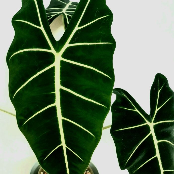 Alokazja micholitziana BULWA