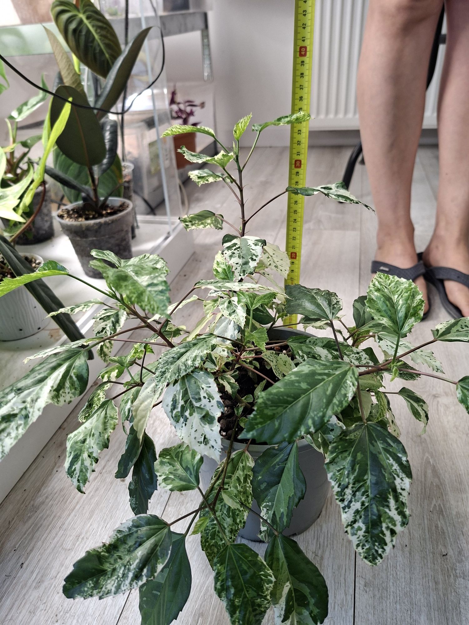 Hibiscus Rosa Sinensis Veriegata