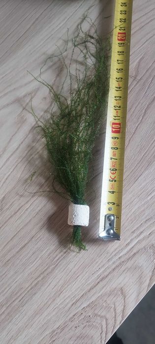 Mech rosnący do góry