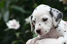 Dalmata menina qualidade