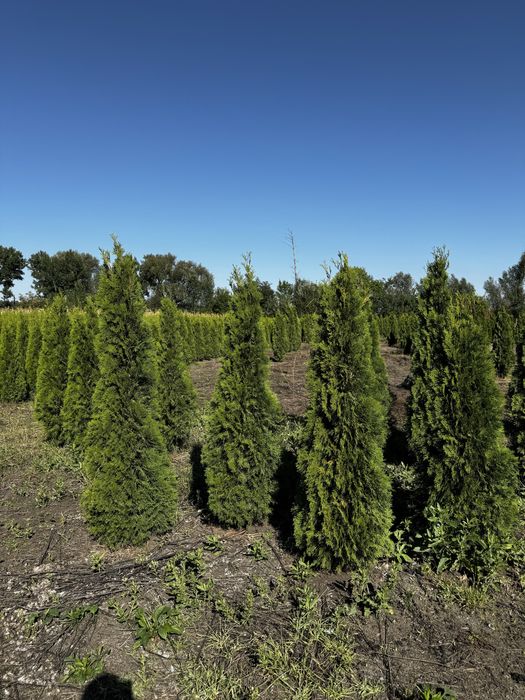 Туя смарагд екстра якості