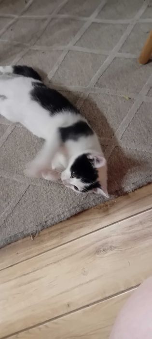 Oddam koty - dwa koty i jedna kotka