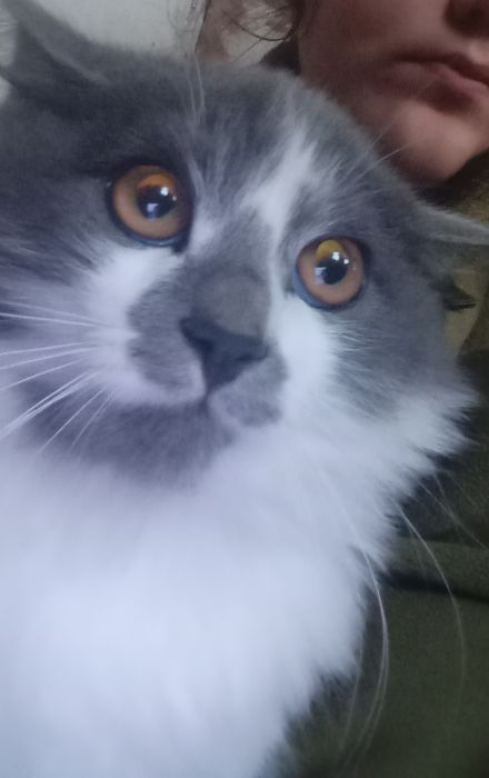 Загубилося кошеня