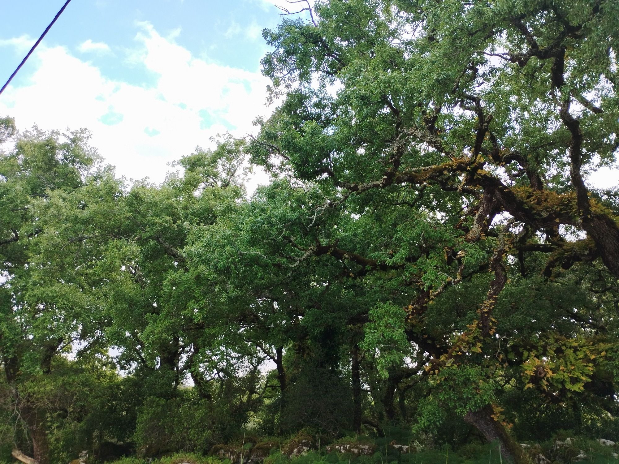 Terreno com carvalhos centenários