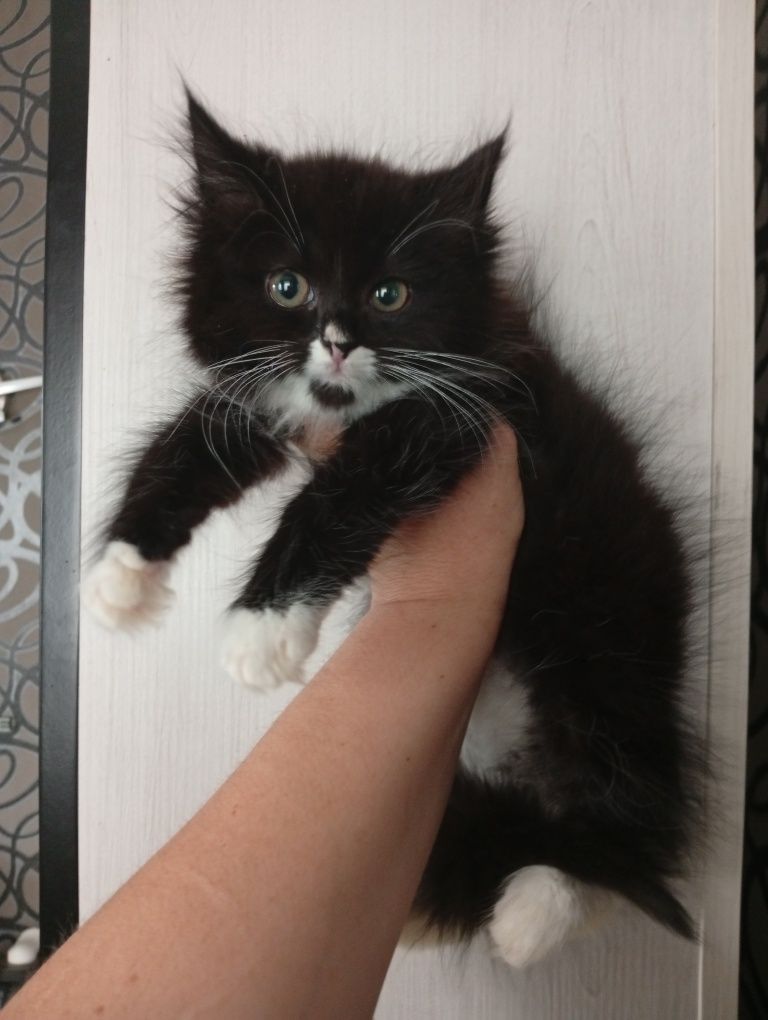 Котята Сибирские