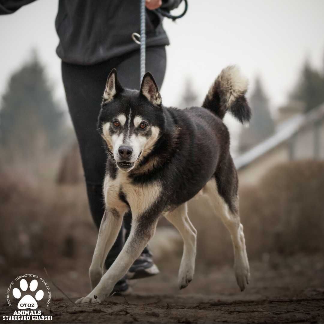 Dingo w typie Husky szuka domu!