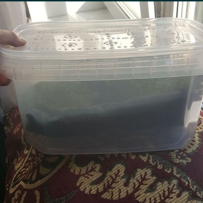 ПодарунковийНабір УляСет2 АрхАхатини Овум