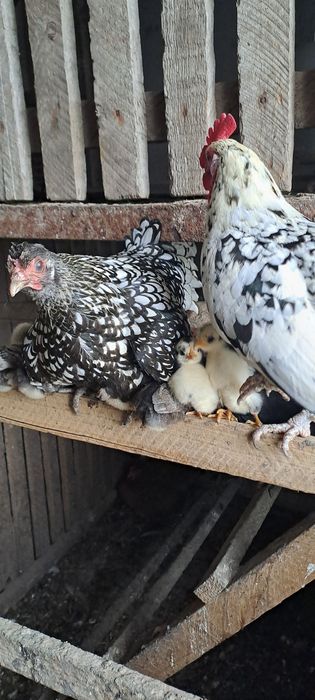 Кури декоративні Бентамки (квочка з курчатками)