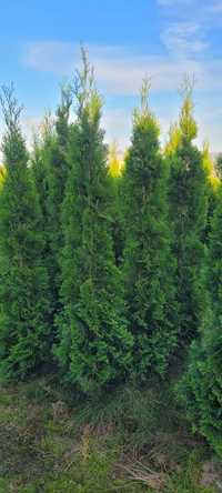 Tuja Smaragd 160 cm promocja tuje szmaragd thuja thuje