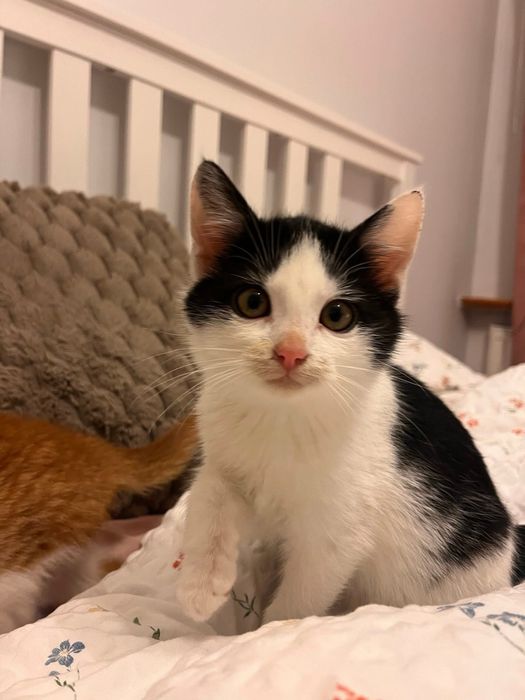 Szukamy domku dla 3 miesięcznej Arielki!