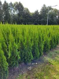 Tuja Smaragd 100 cm tuje szmaragd 140 thuja 100 leszno 150