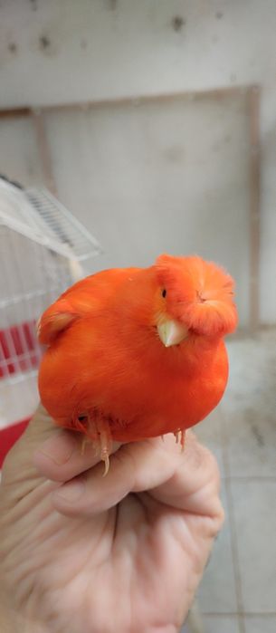 Canários Ágatas vermelhos e vermelhos.