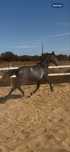 Poldro Lusitano Puro 2 anos