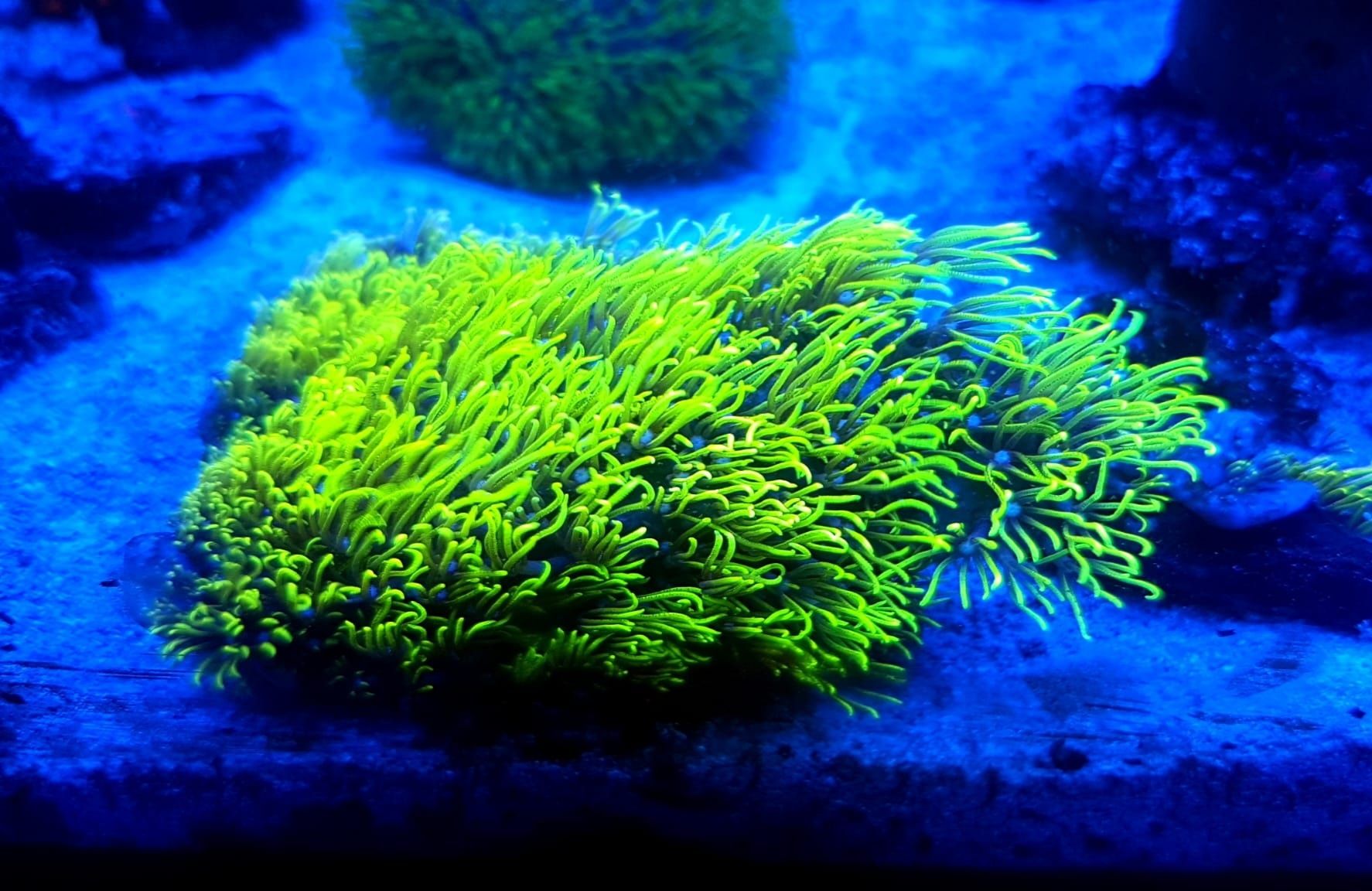 Briareum super jasno zielone. Koralowiec . Akwarium morskie