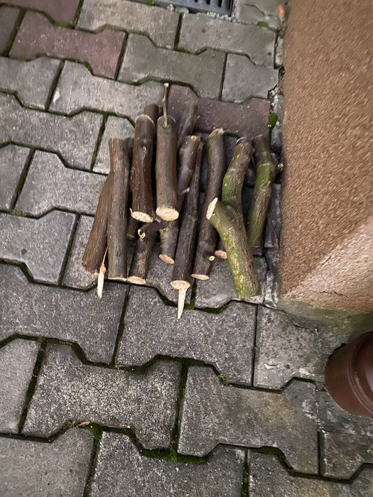 Drzewo orzech oddam, Radzionków