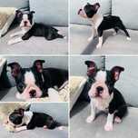 Boston terrier ZKwP FCI suczka gotowa do odbioru