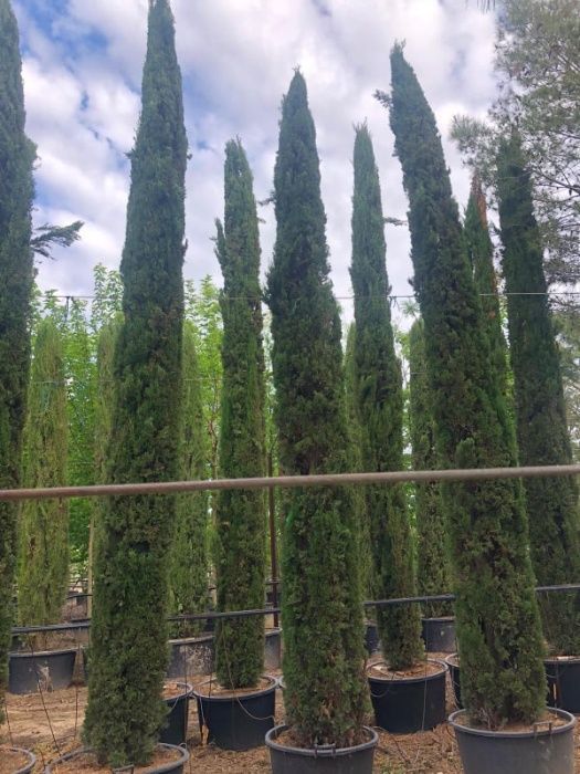 Cupressus Totem 50cm-600cm