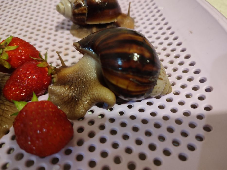 Віддам молодих  равликів ахатин в хороші руки