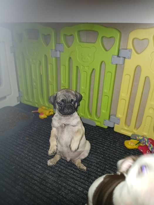 Mops mopsiczki  mopsy