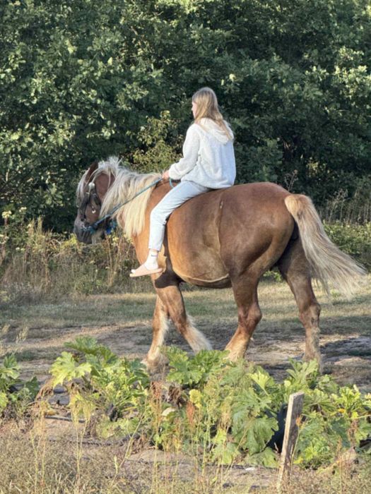 Sprzedam piekna klacz