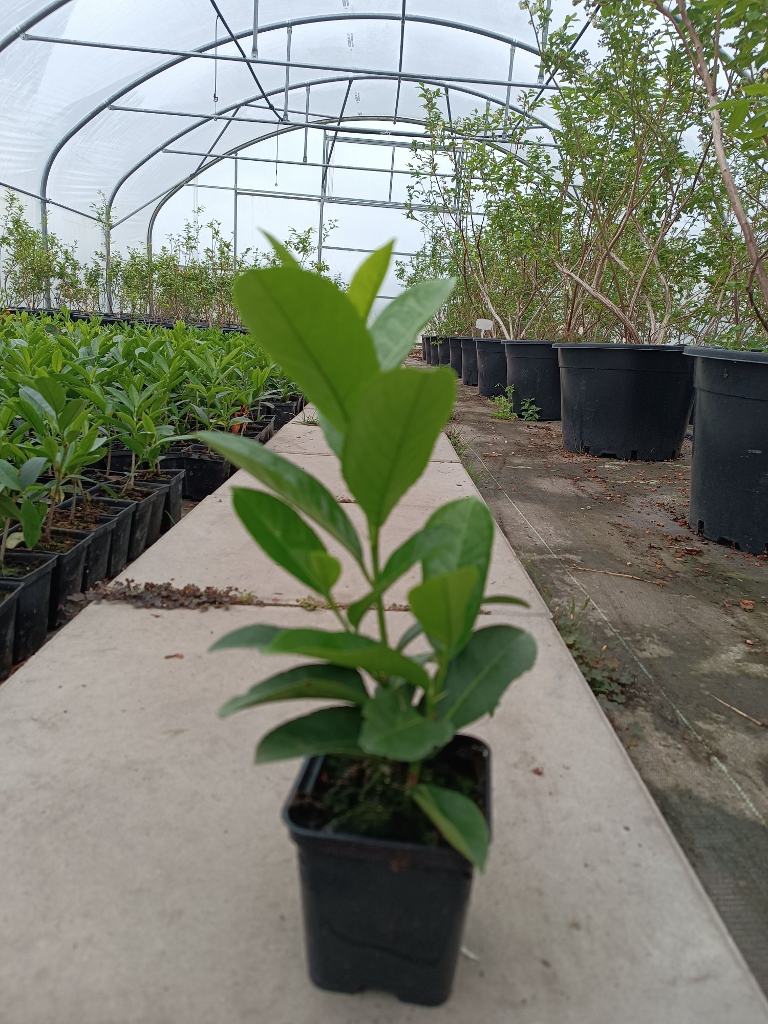 Laurowiśnia  NOVITA p9 30 cm  producent Wiorin/Rabat.