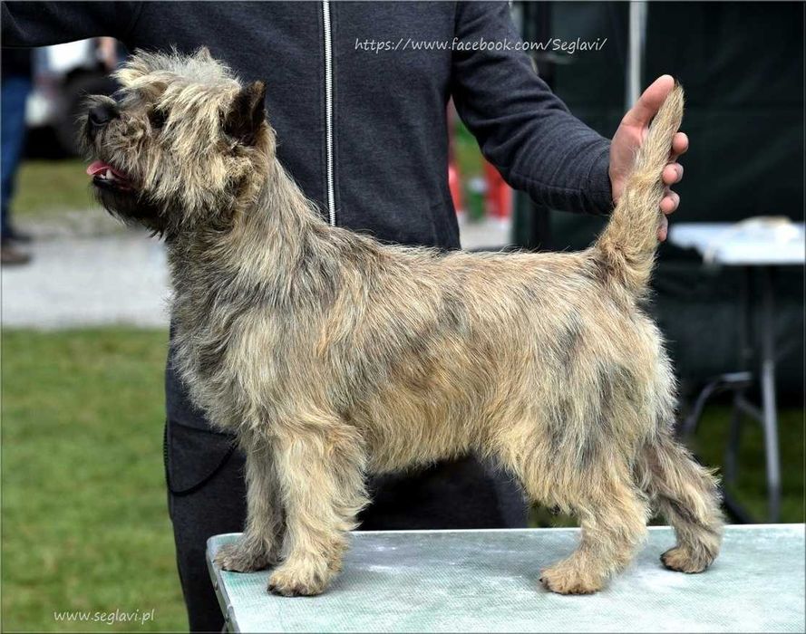 Cairn Terrier - rodowodowy (ZKwP/FCI) piesek po szwedzkim MULTICH