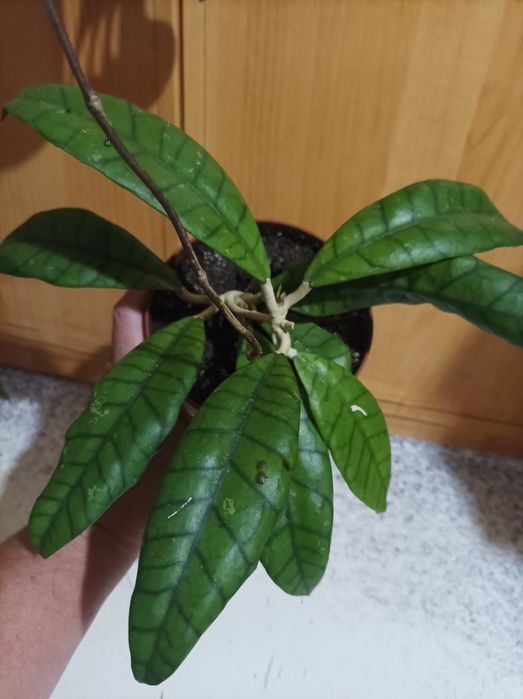 Хойя Калістофіла