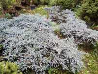 Jałowiec łuskowaty /Blue Star/ - średn. 40-50cm - 80szt.