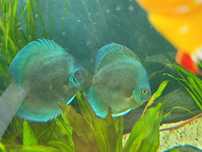 Paletki\dyskowce Blue Diamont para