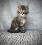 Maine Coon kotka