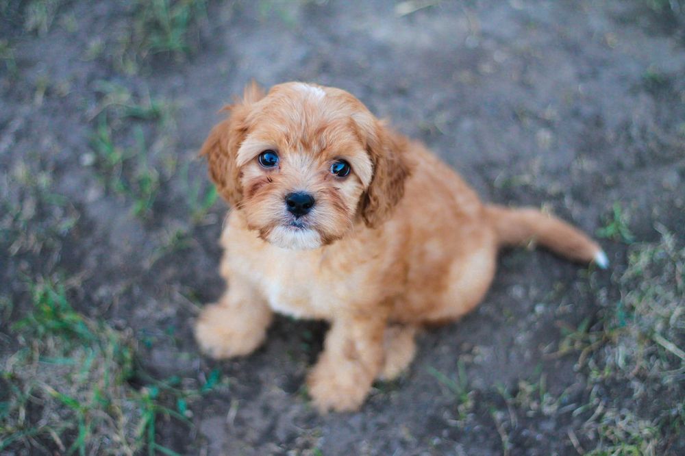 Cavapoo милый мальчик
