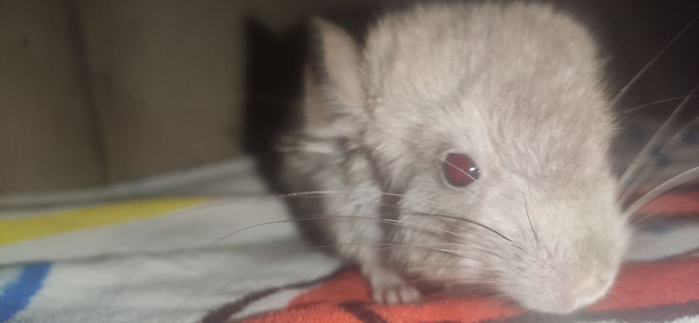 Szynszyle koloru szarego