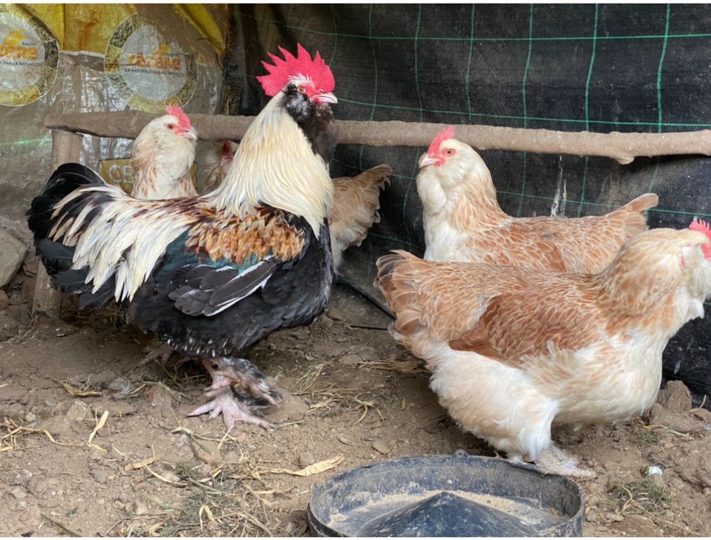 Ffaverolles e sulmtaler . galinhas frangos e pintos