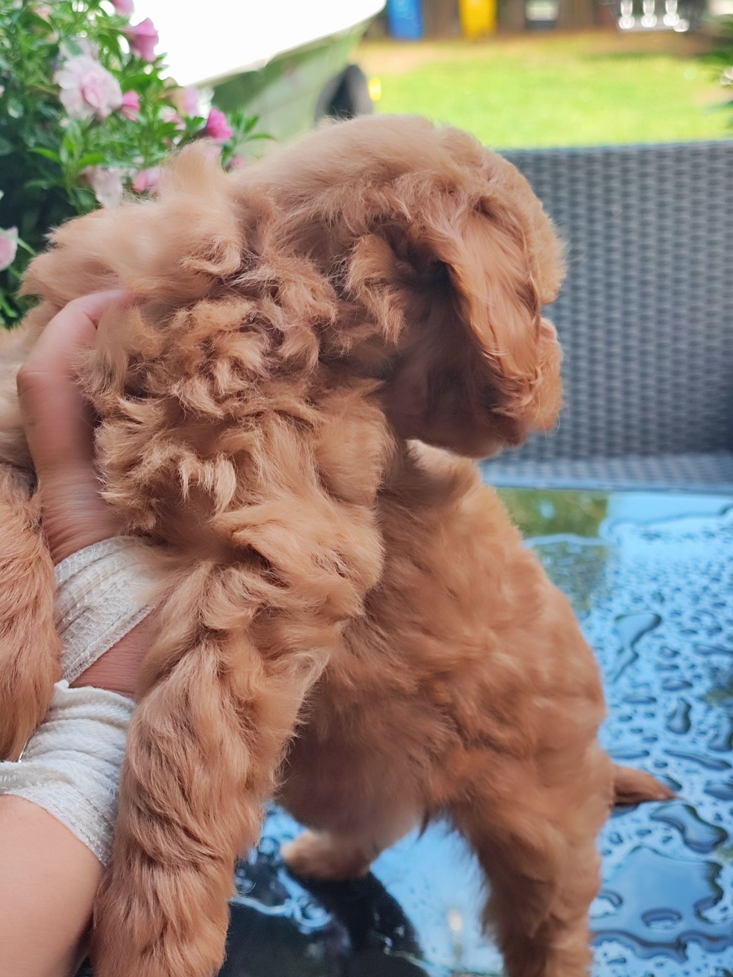 Ruda suczka Maltipoo