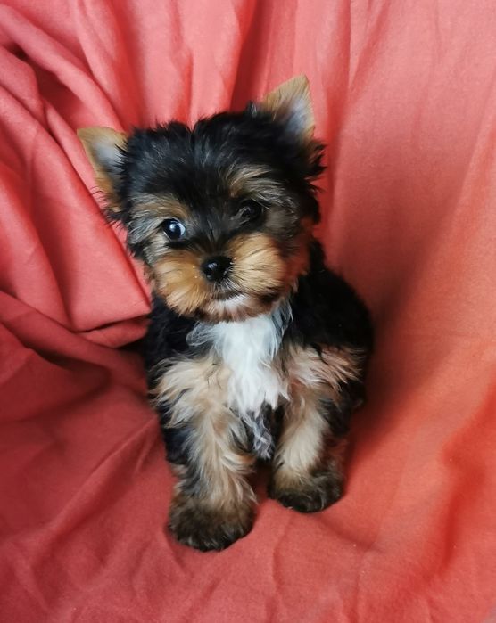 Piesek mini do 1,5kg Yorkshire terrier