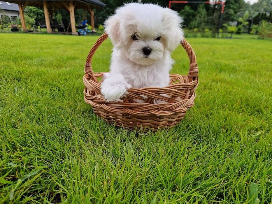 Maltańczyk FCI ZKwP samiec odbiór grudzień