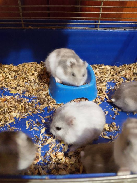 Хомячки Кременчуг