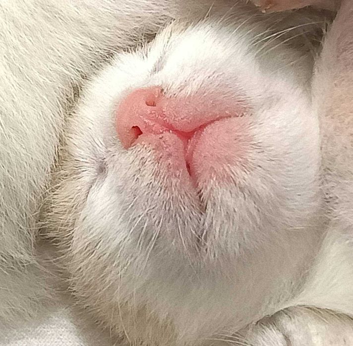 Для души и сердца  котята