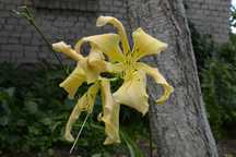 liliowce don. 1,5L- 2L