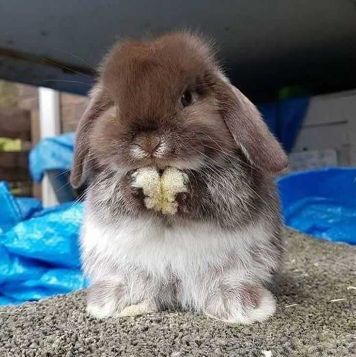 Coelhos mini vacinados e desparasitados