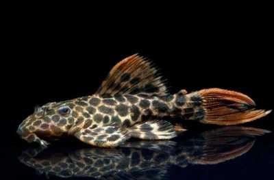 Zbrojnik L 114 - Pseudacanthicus cf. leopardus. Cetarius