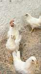 Vendo galo leghorn