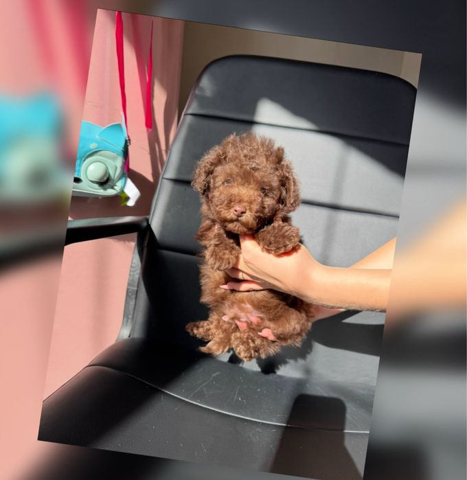 Той пудель мілашка