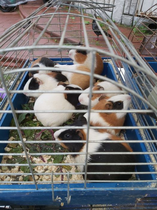 Морські свинки Львів